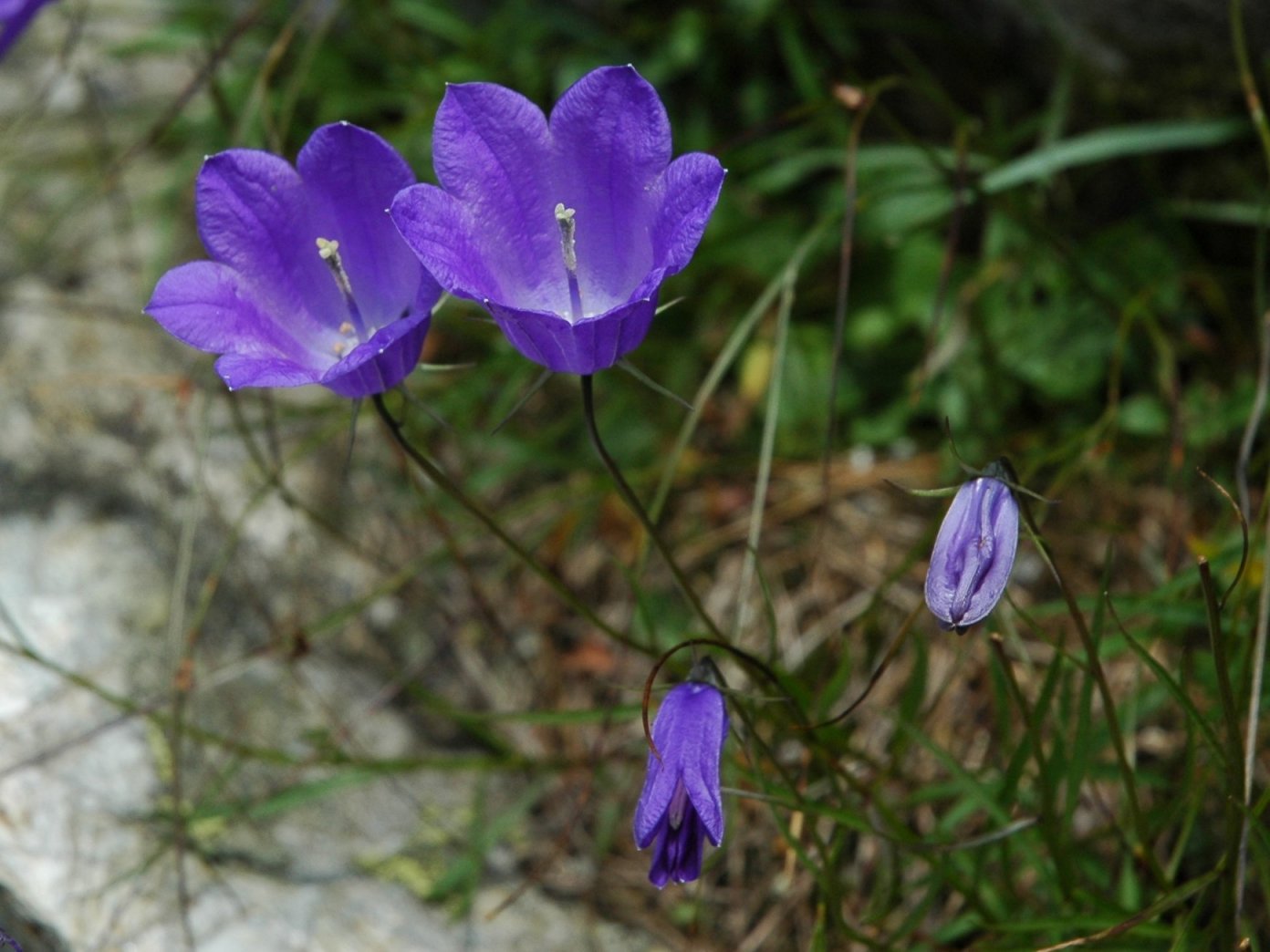 Campanula scheuchzeri